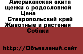 Американская акита щенки с родословной › Цена ­ 20 000 - Ставропольский край Животные и растения » Собаки   